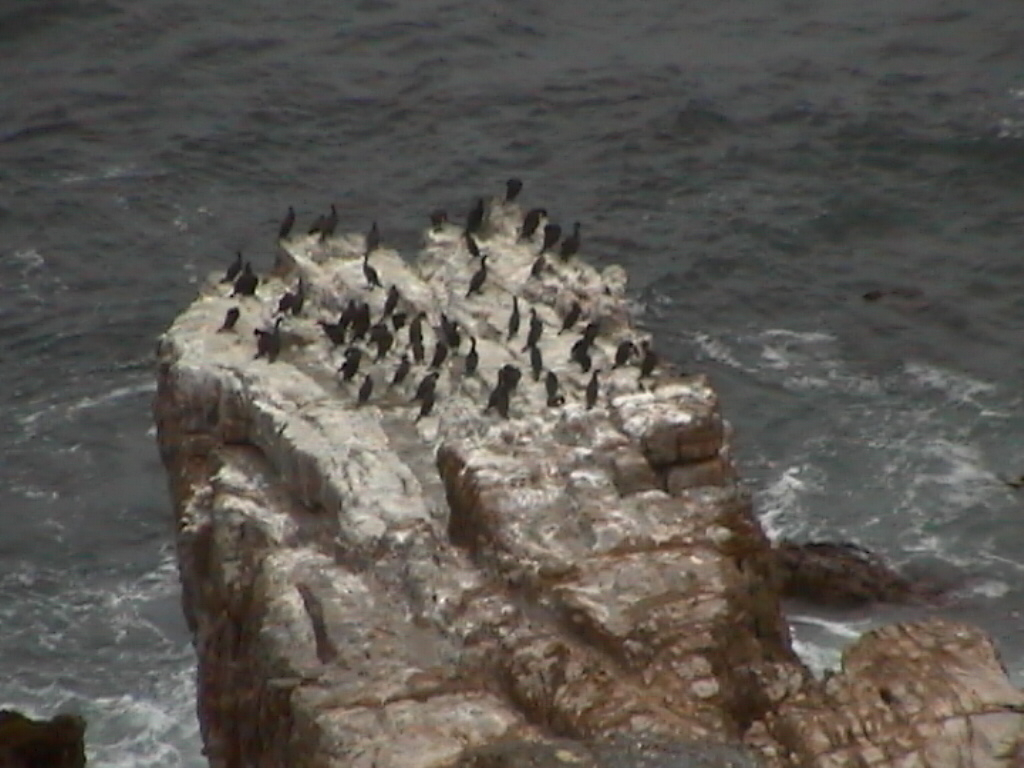 pinguins.jpg